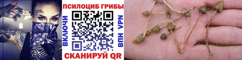 Галлюциногенные грибы Psilocybine cubensis  блэк спрут как зайти  Белогорск  продажа наркотиков 
